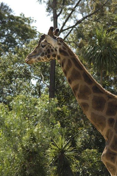 zoo_61 [800x600].jpg